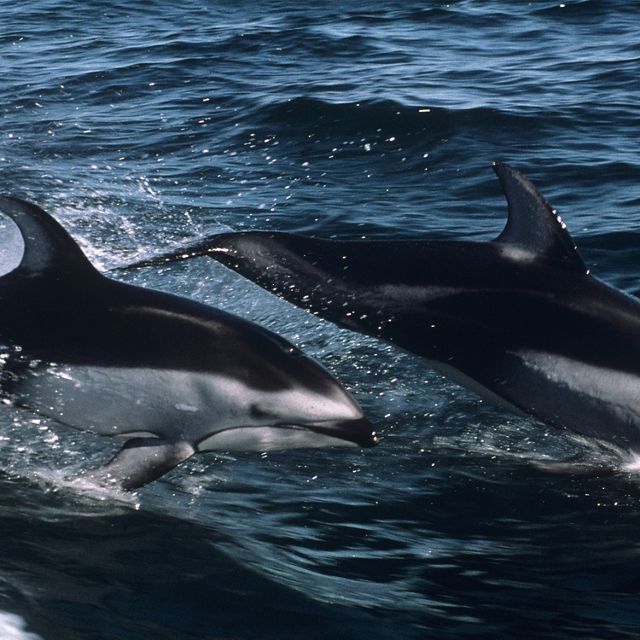 A pair of Pacific white-sided dolphin swim at the ocean's surface.
