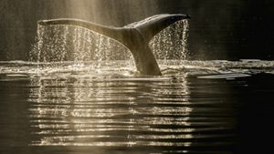 A humpback whale's tail emerges in the waters off British Columbia.