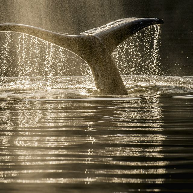 A humpback whale's tail emerges in the waters off British Columbia.