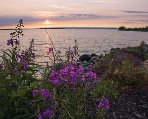 A field of Fireweed flowers blooming in a field.
