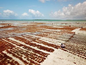 A wide view of rows of red seaweed growing in shallow water, with people tending to the rows.