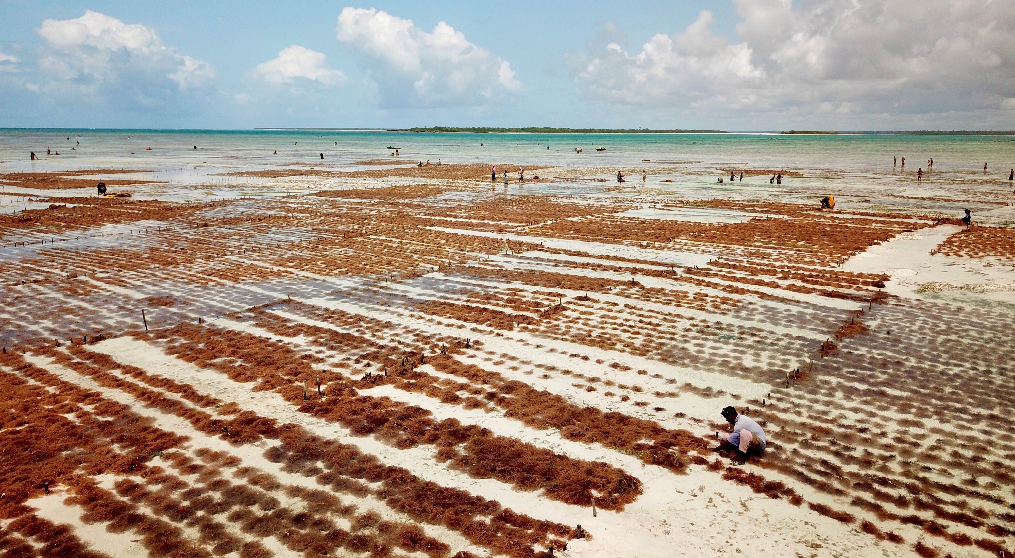 A wide view of rows of red seaweed growing in shallow water, with people tending to the rows.