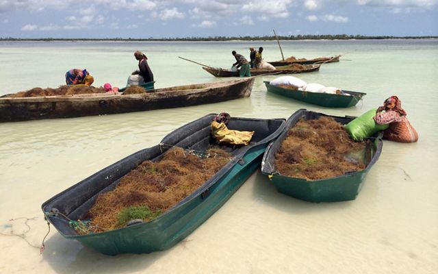 Boats loaded with seaweed in shallow water, with people tending to them.