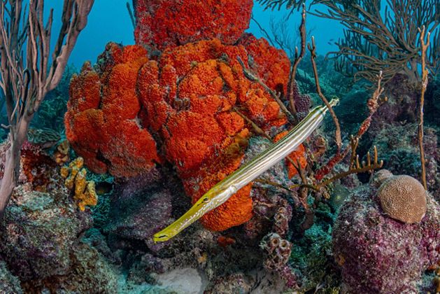 A trumpetfish hunts on a coral reef in Barbados.