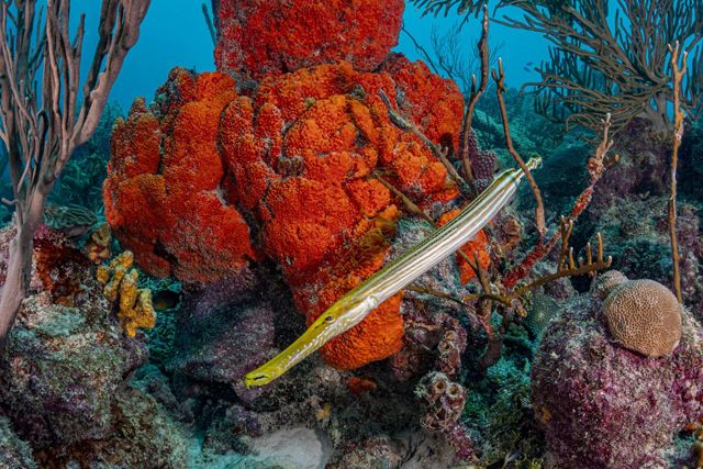 Un pez trompeta caza en un arrecife de coral en Barbados.