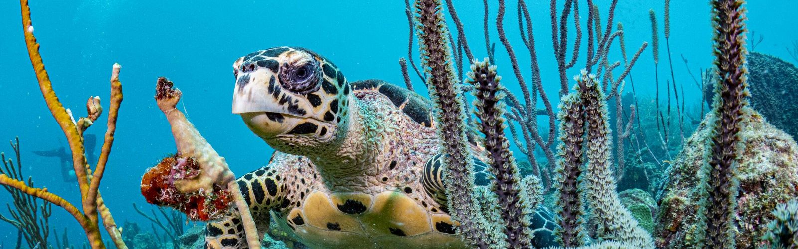 a sea turtle amongst coral reef.