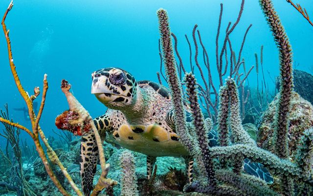 A hawksbill sea turtle swims on a coral reef. 