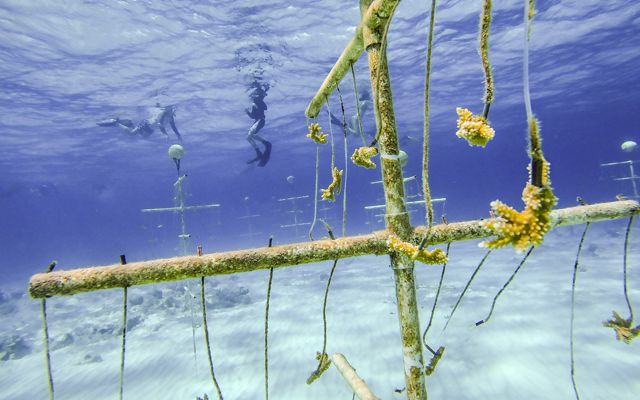 Small corals grow at the end of ropes suspended from underwater frames.