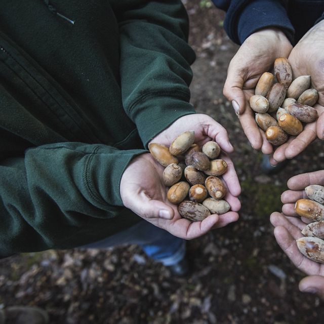 Yurok tribal members hold tanoak acorns gathered on traditional Yurok land in northern California
near the Klamath River. The acorns are a staple of the Yurok tribe's diet, which they eat in (reconstituted) powder form.