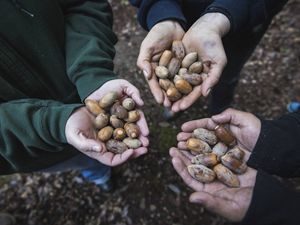 Yurok tribal members hold tanoak acorns in their hands.