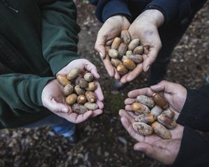 Yurok tribal members hold tanoak acorns gathered on traditional Yurok land in northern California
near the Klamath River. The acorns are a staple of the Yurok tribe's diet, which they eat in (reconstituted) powder form.