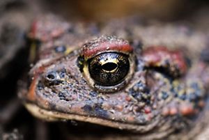 The Eye of a Western Toad.