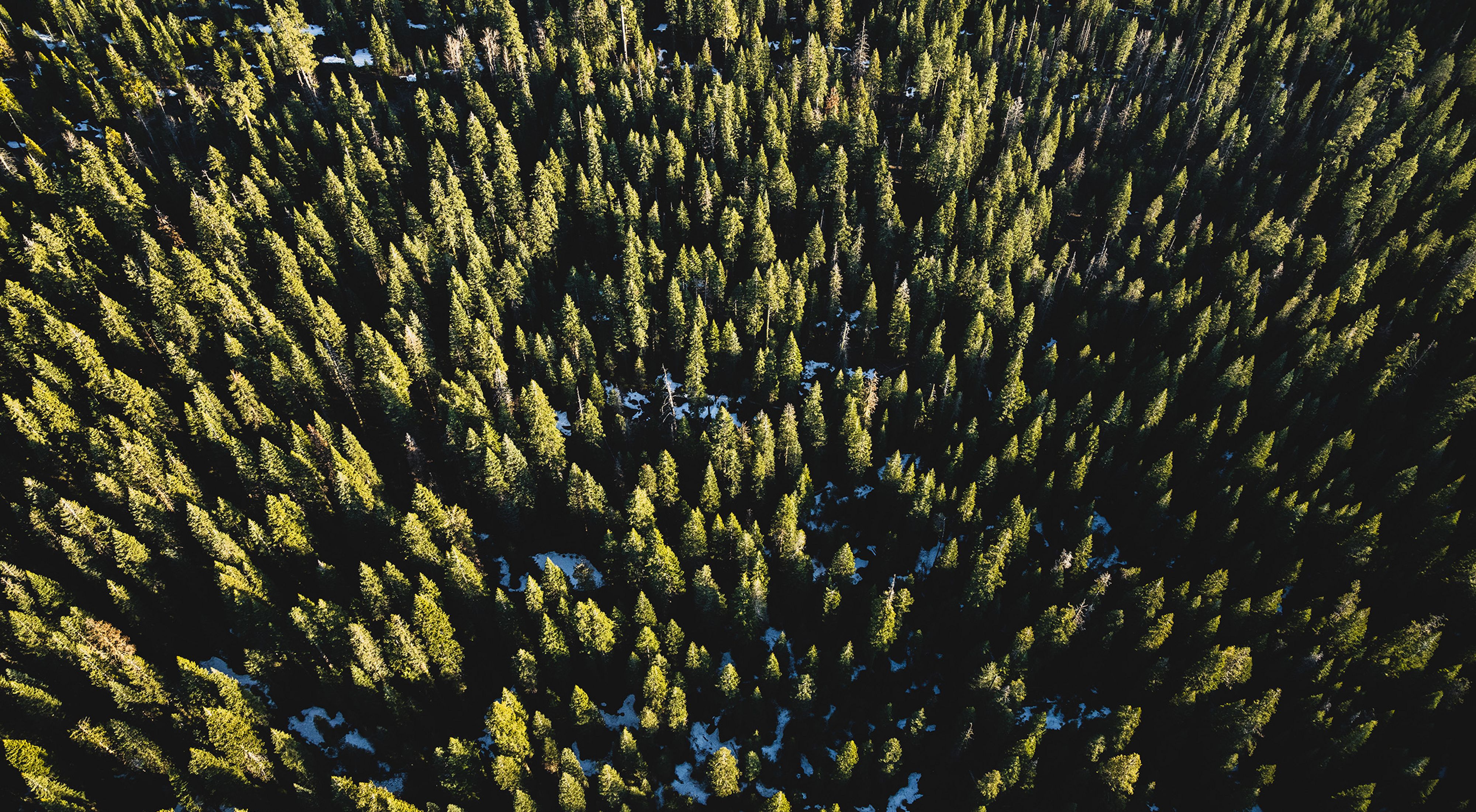 Aerial of forest