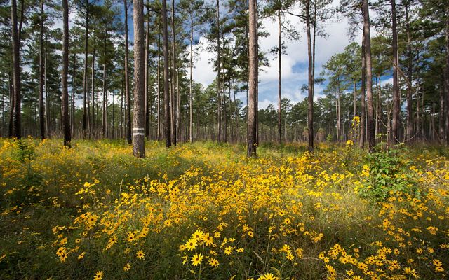 Yellow wildflowers cover the forest floor beneath tall, towering pine trees in the open savanna habitat of Virginia's Piney Grove Preserve. Puffy white clouds are visible through the trees.