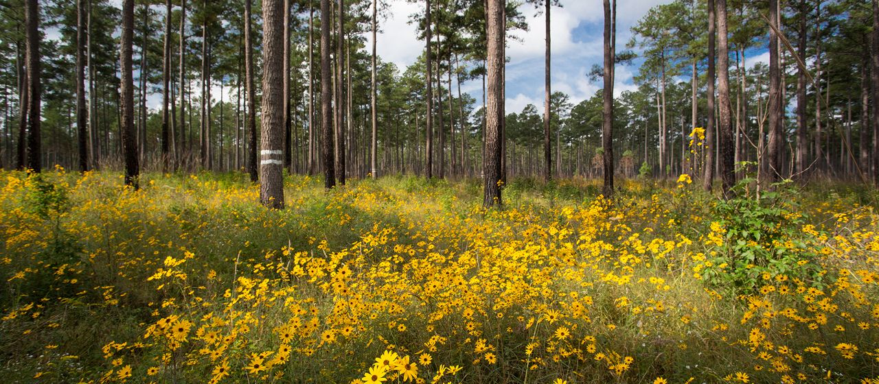 Small yellow sunflowers carpet the floor of an open pine savanna. Widely spaced pine trees grow tall against a blue sky and puffy white clouds.