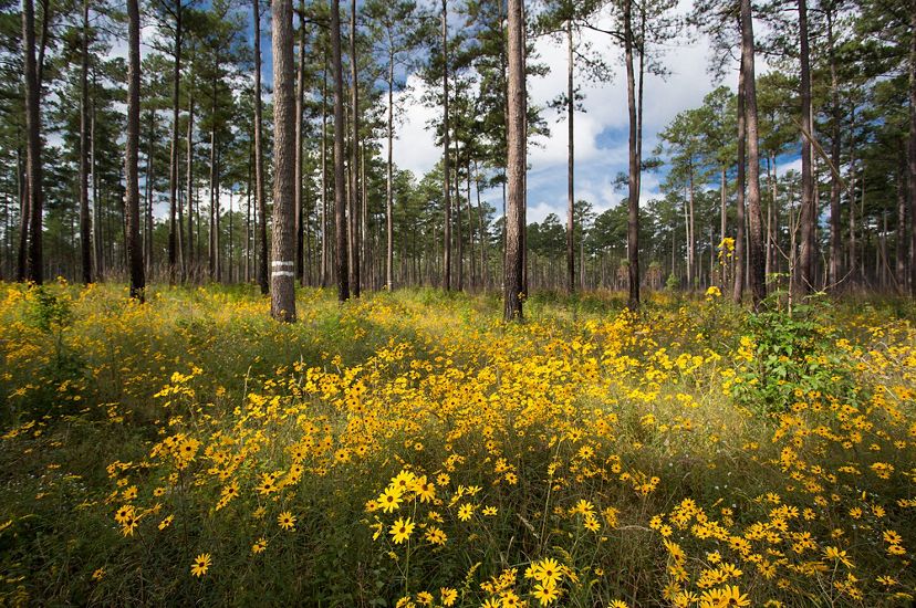 Yellow wildflowers cover the forest floor beneath tall, towering pine trees in the open savanna habitat of Virginia's Piney Grove Preserve. Puffy white clouds are visible through the trees.