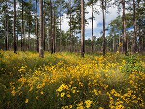 Small yellow sunflowers carpet the floor of an open pine savanna. Widely spaced pine trees grow tall against a blue sky and puffy white clouds.