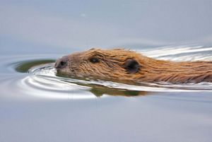 A beaver swimming with its head above water.