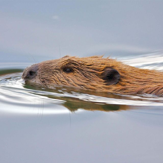 A beaver swimming with its head above water.