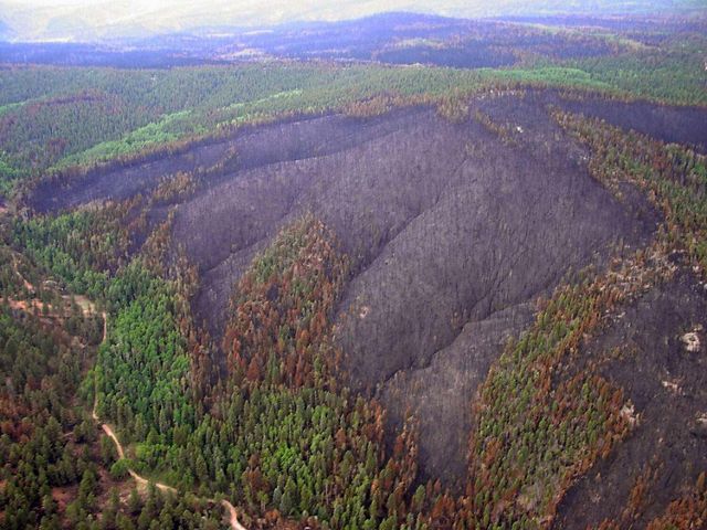 An aerial view of a forest. Much of the forest is burned by a wildfire.
