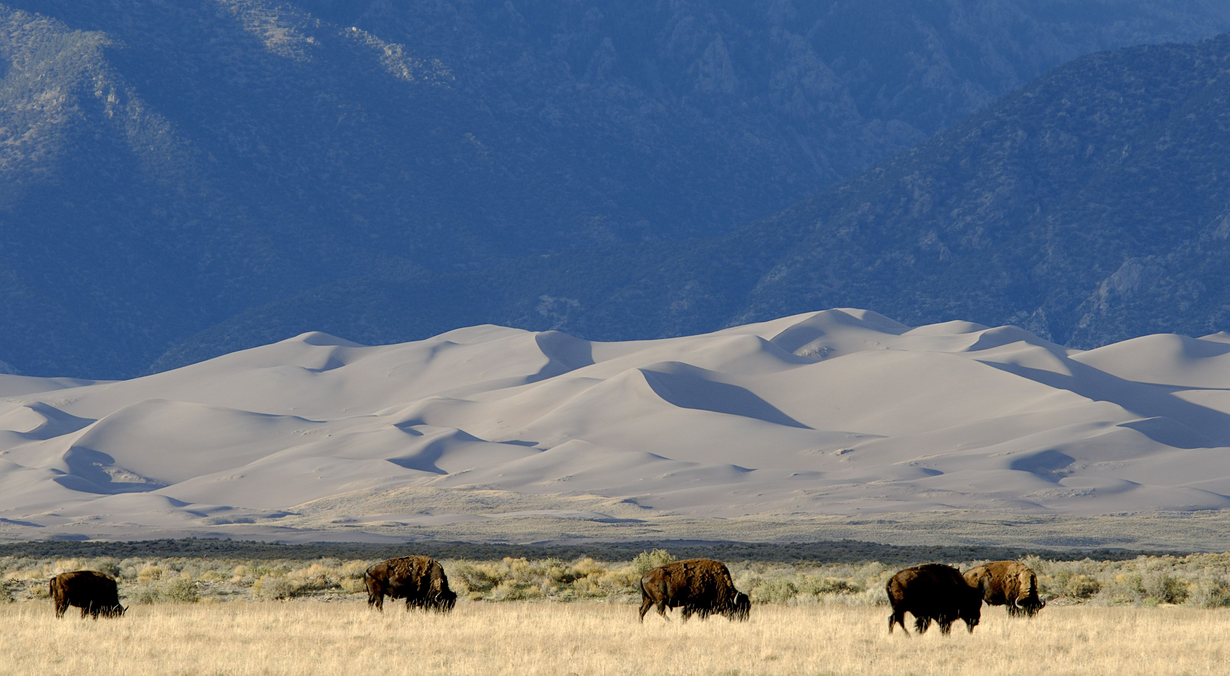 Buffalo herd standing in a grassland against a backdrop of towering sand dunes.