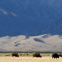 herd of buffalo in front of a mountain.