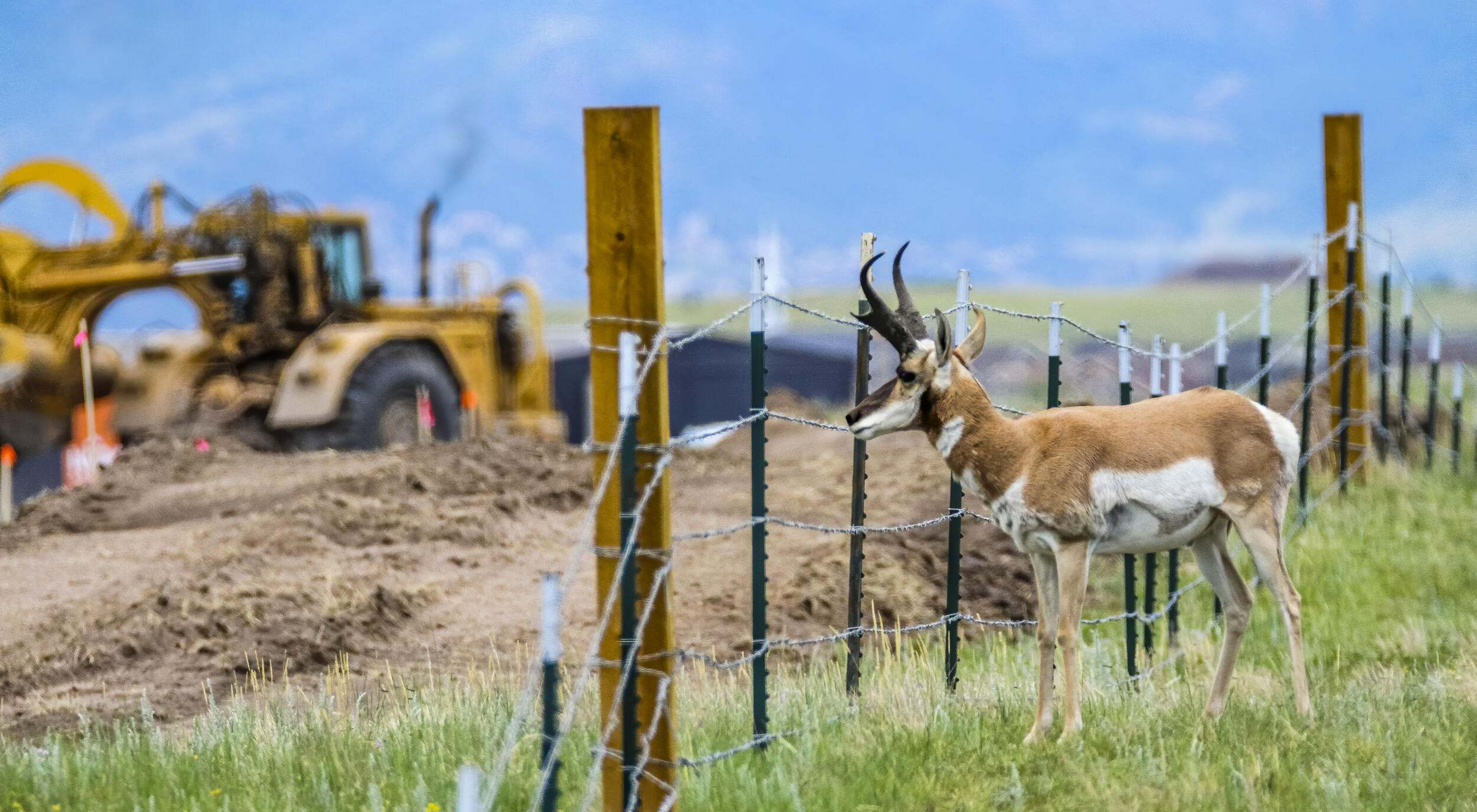 A pronghorn looking at a construction site through a fence.