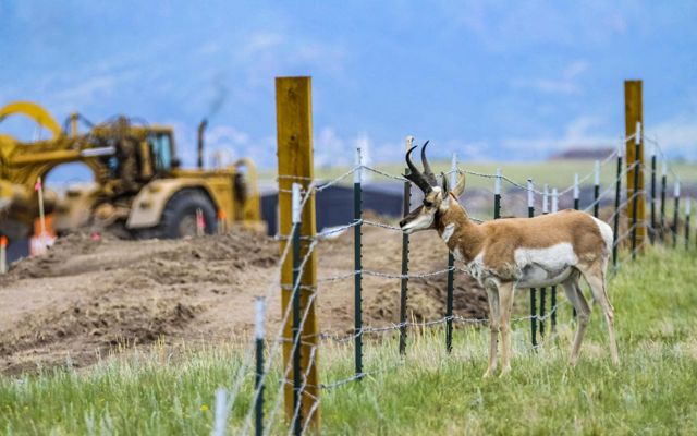 A pronghorn standing behind a fence in a field looking at construction developing the land.