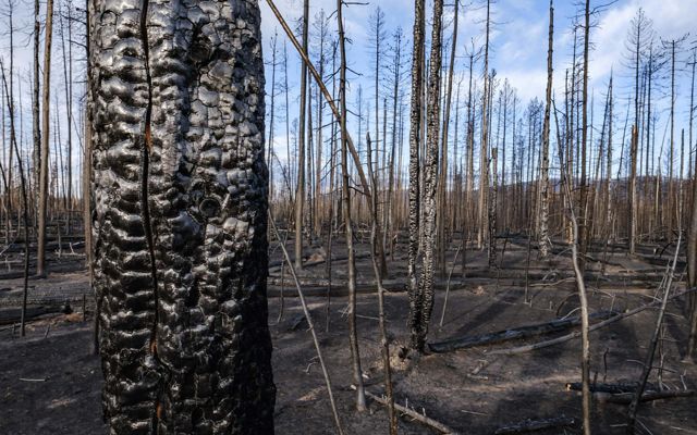 A forest of dead trees burned by wildfires.