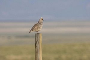 A grey quail bird is perched on top of a wooden post with grasslands in the background.