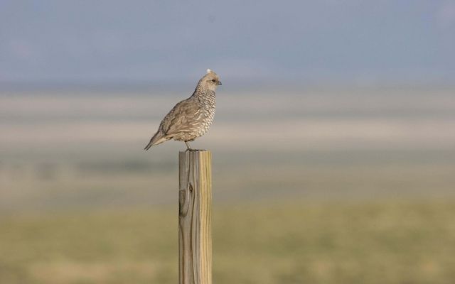 A grey quail bird is perched on top of a wooden post with grasslands in the background.