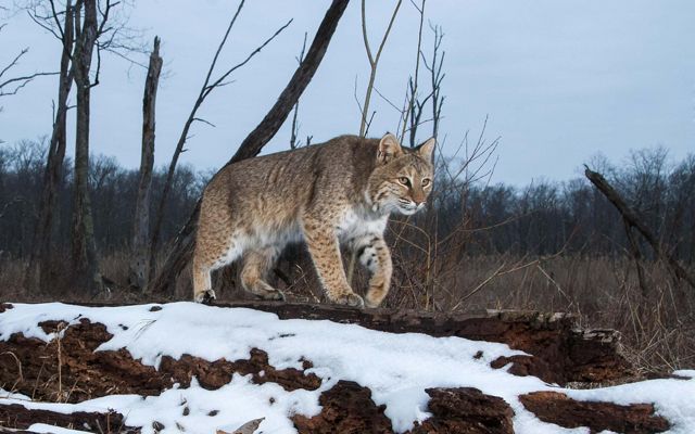 A picture of a bobcat walking on snow. 