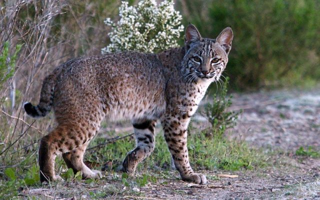 A bobcat turned to camera as it walks.