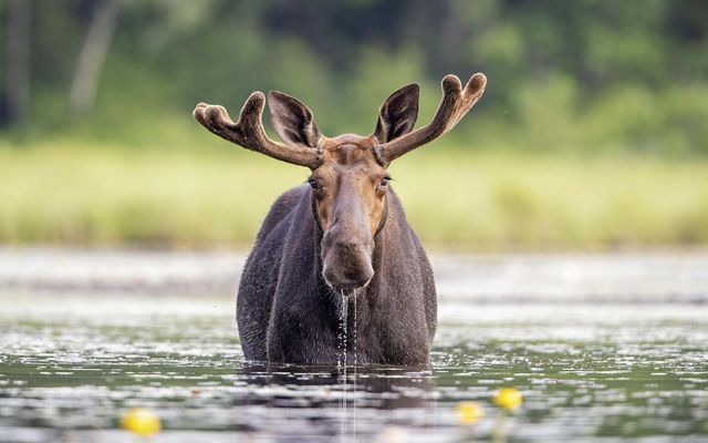 A moose half in water. 