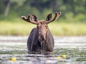 A bull moose stands in a river and faces the camera.