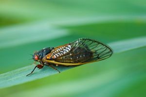 A cicada on a plant.