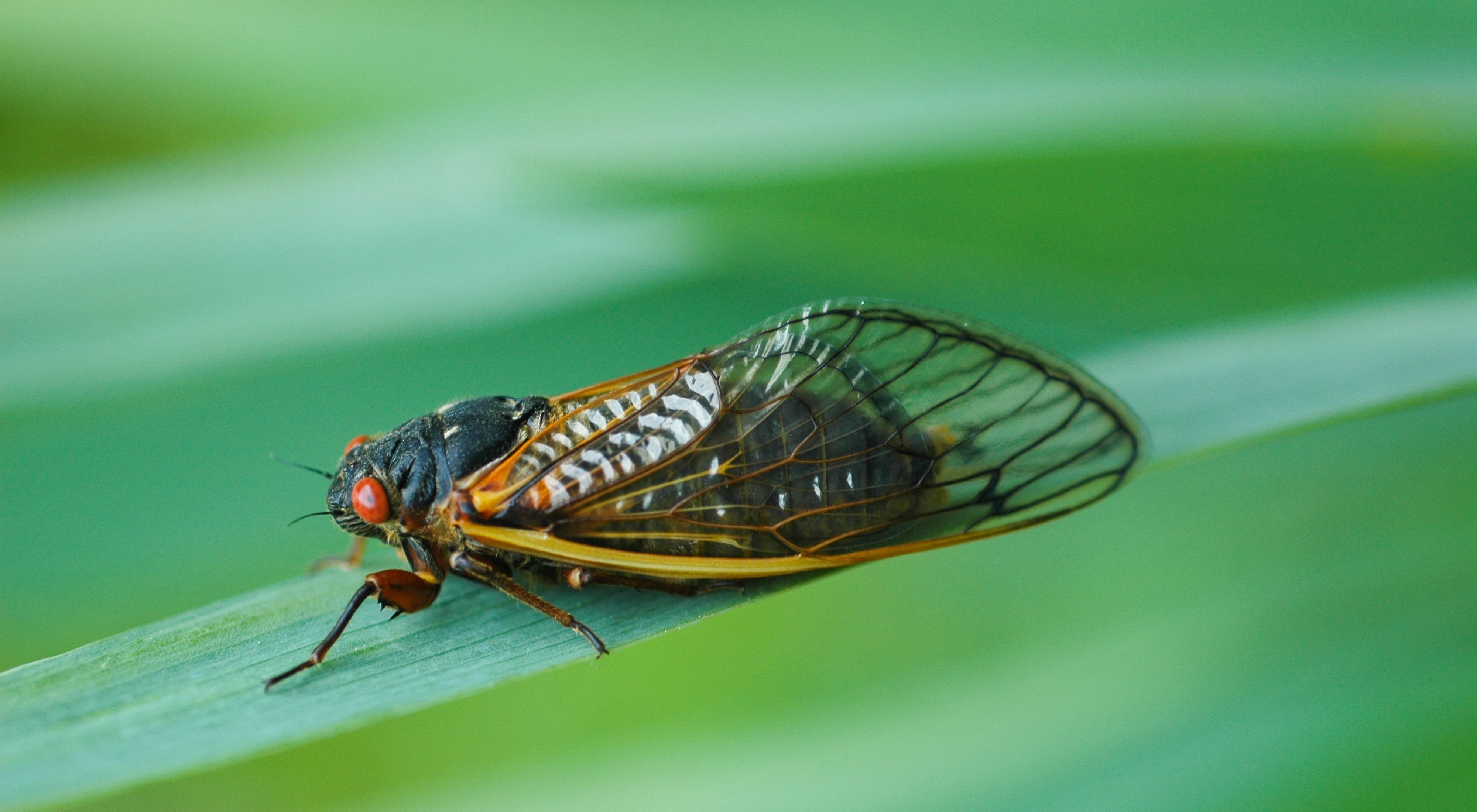 A red-eyed cicada insect sits on a long green leaf.