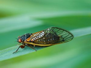 A cicada on a plant.