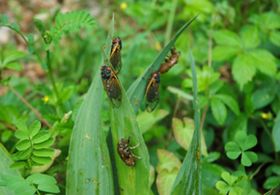 Five adult cicadas perch on the tall blades of a green plant.
