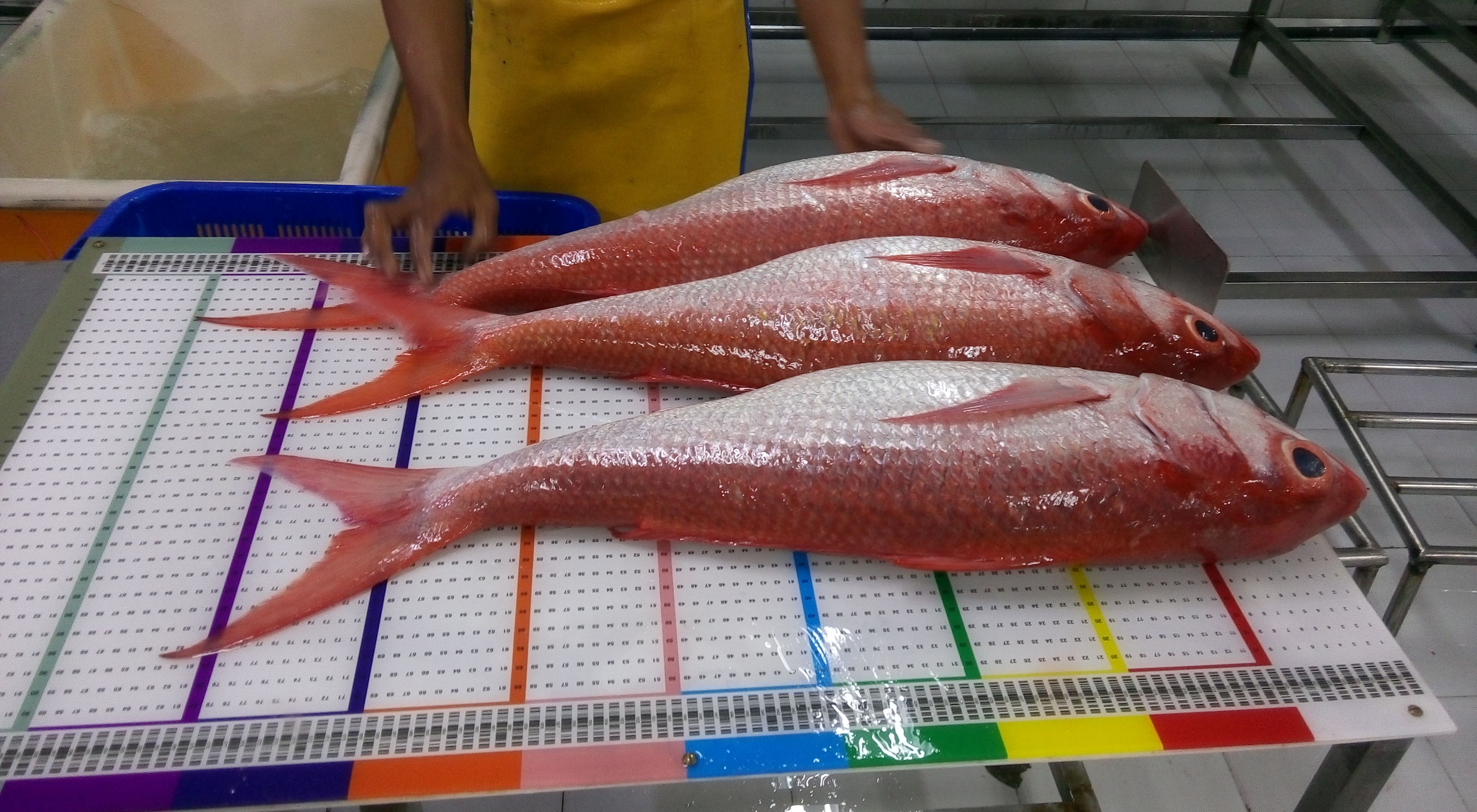 Three red fish are measured on a board.