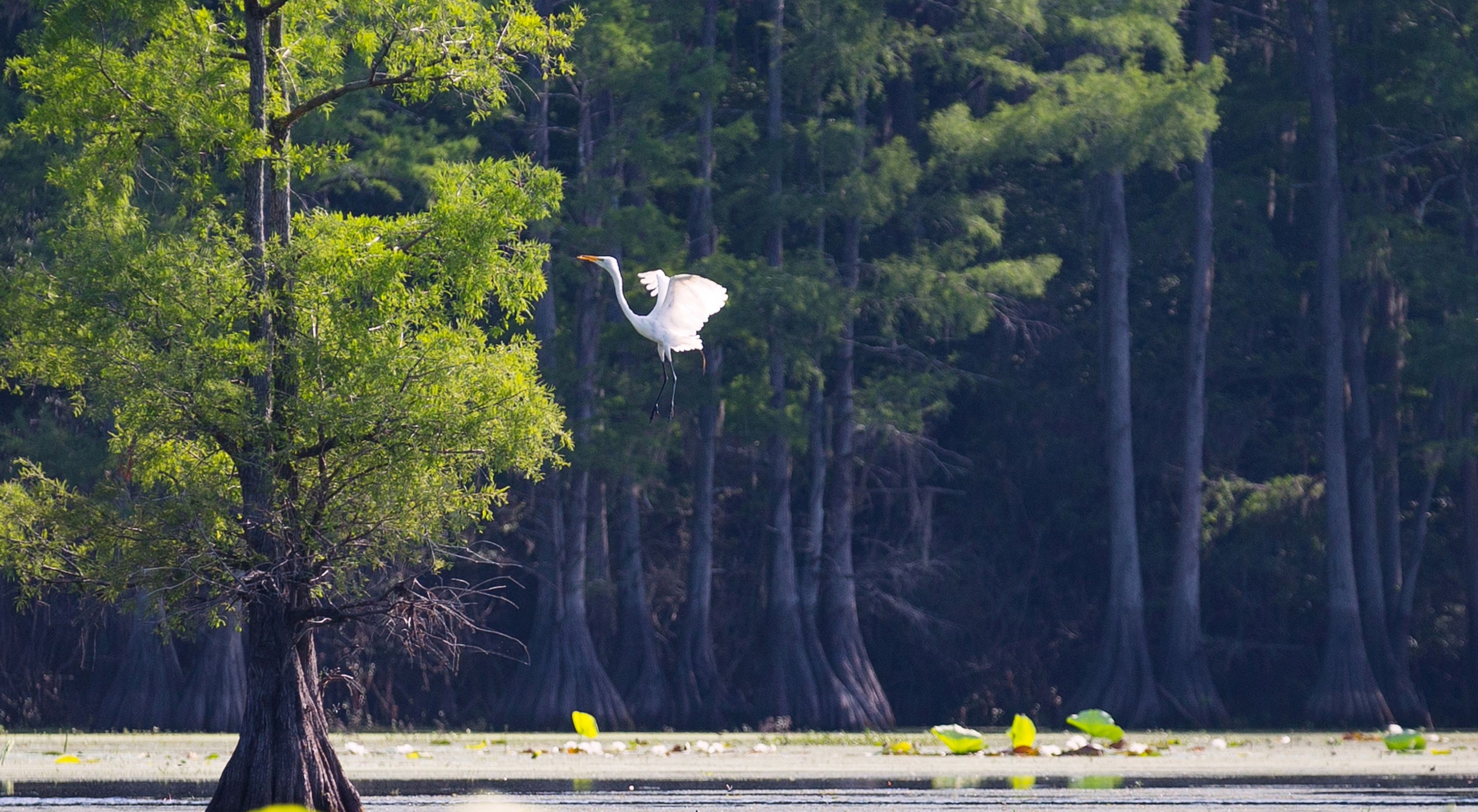 A white bird flys over a lake with dense cypress trees in and around its waters.