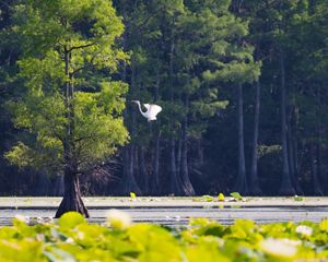 A white bird flys over a lake with dense cypress trees in and around its waters.