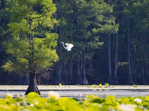 A white bird flys over a lake with dense cypress trees in and around its waters.