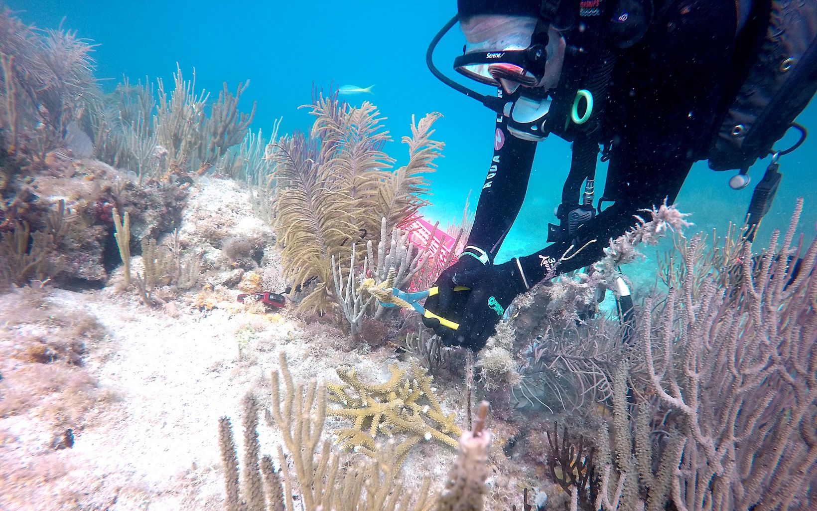 Coral planting in Dry Tortugas National Park, Florida