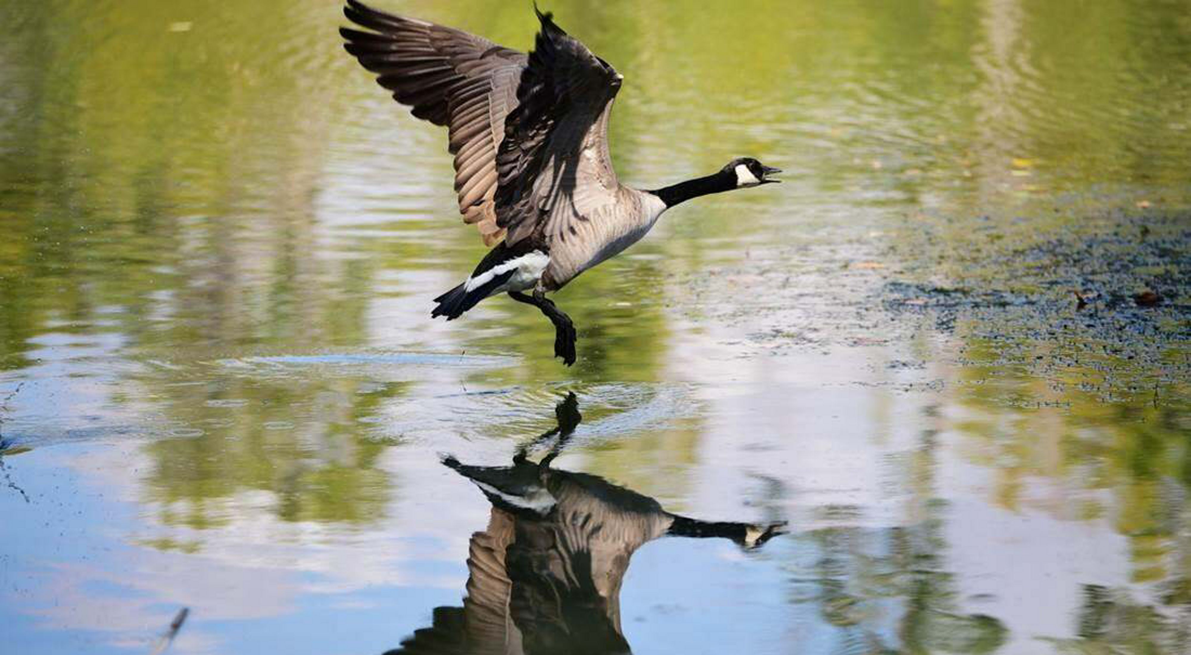 A goose flying low across a body of water. 