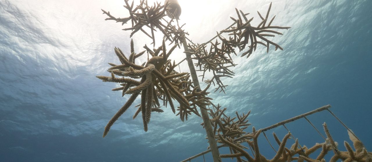 Staghorn coral grows on floating frames suspended underwater. The still surface of the water above is lit by the sun.