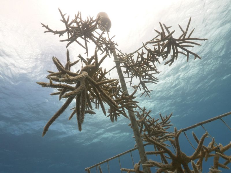 Staghorn coral grows on floating frames suspended underwater. The still surface of the water above is lit by the sun.
