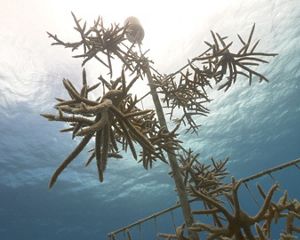 Staghorn coral grows on floating frames suspended underwater. The still surface of the water above is lit by the sun.