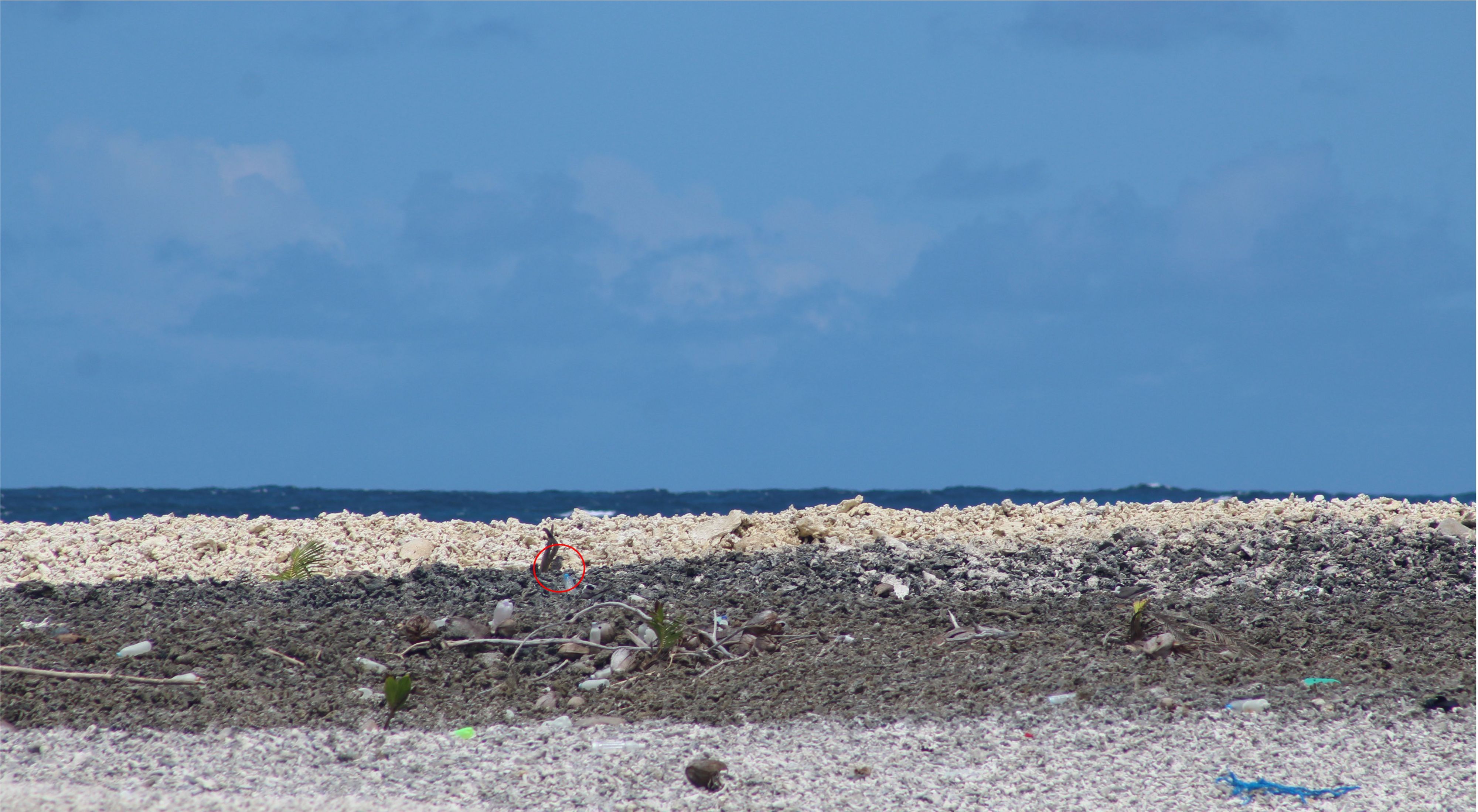 A Grey-backed tern chick (circled in red) on Palmyra Atoll. 