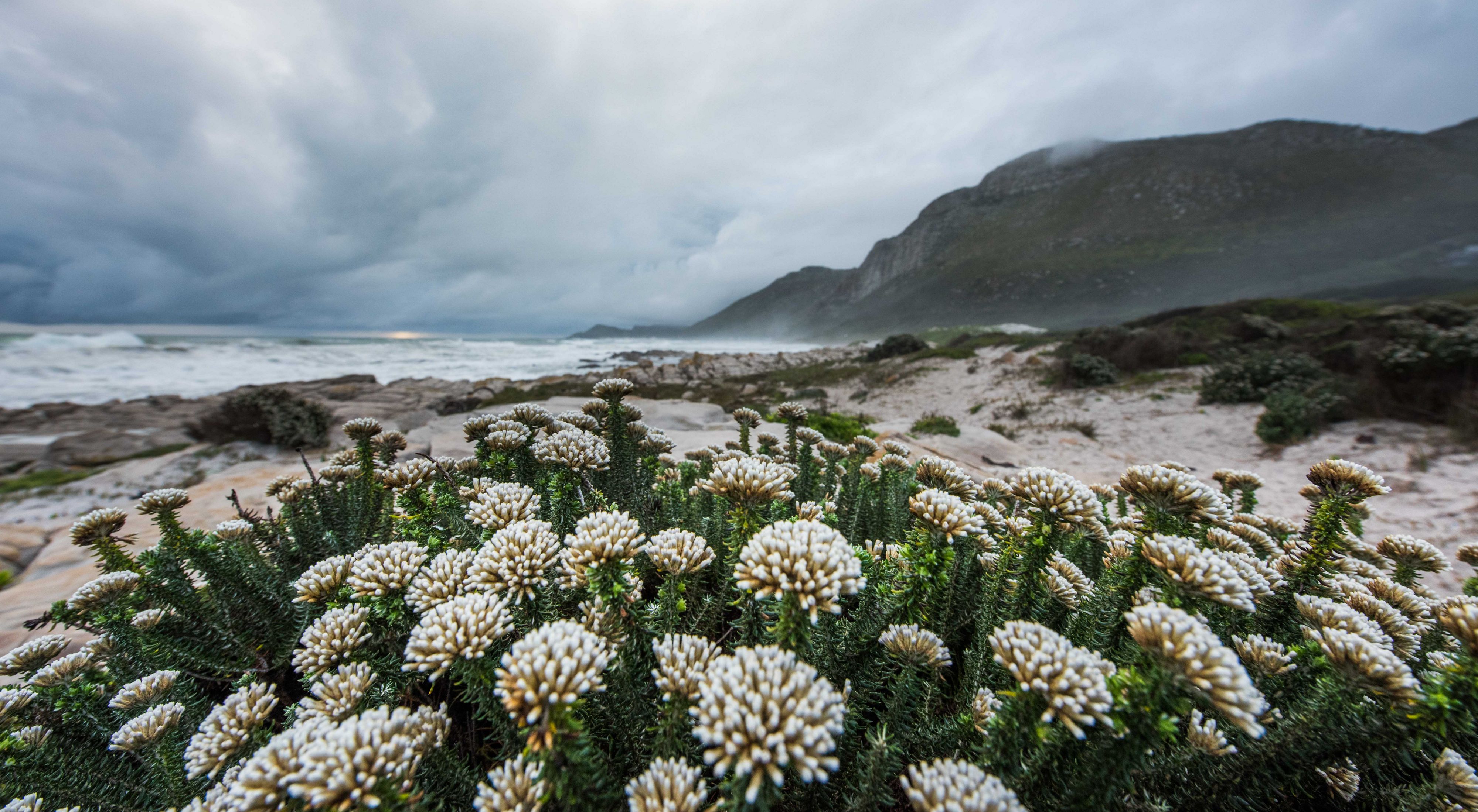 fynbos flowers on the beach